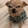 🐶 PERRITOS MOODS 3 🐾 14