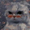 Gato apaixonado 5