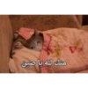 Cats 9