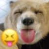 Animais  9