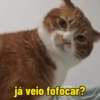 Gatinhos  13