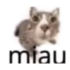 Shitpost Gatitos 💪🏻🤑 9