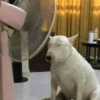 🐶 PERRITOS MOODS 3 🐾 10