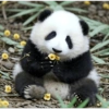 Panda Florido