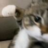 🐈‍⬛🐱🧶 GATOS | CATS 2 🧶🐱🐈‍⬛ 23