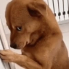 ANIMAIS BOBINHOS 🤪 5
