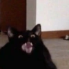 Gatitos 1 25