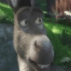 Burro do Shrek 16