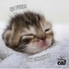 Gatitos 1 6