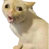 Novo  22