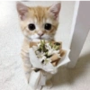 Gatitos. | @ocenferios  Haki. 10