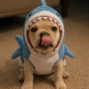 🐕Perros muy funny Dogs 🐶😂 5