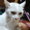 Michis a montón! 🐱 12