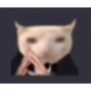 Shitpost Gatitos 💪🏻🤑 14