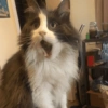 Gatinhos  8