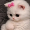 Meme kucing tikus anjing  21