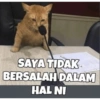 Meow 7