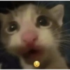 Shitpost Gatitos 💪🏻🤑 11