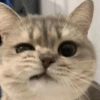 Cute cat / kucing lucu 10