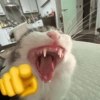 GATINHOS MEMSS 15