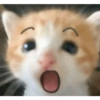 Meme kucing tikus anjing  10