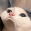 Cute cat / kucing lucu 15