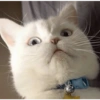 Animales divertidos 2 7