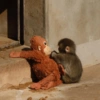 Monito Punch y su peluche🐵🧸✨ 10