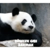 Pandacomics 8