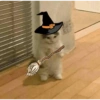 Cats on Halloween 10 🐱🧙🧹