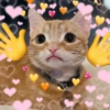 Gatos Amor💖💙💛 6