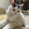 🐱Michitos bonitos🐱 11
