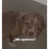 Animais  14