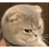 Gatos 15