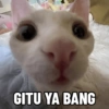 GITU YA BANG