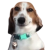 Funny Dogs 7