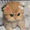 Meme kucing tikus anjing  12