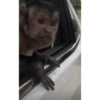 Monos 11