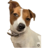 Reações Jack Russell terrier 11