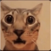 GATINHOS MEMSS 11