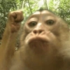 🐵 Очень милые обезьянки 🐒✨🐒 4