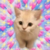 Gatos Amor💖💙💛 25