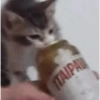 Animais  26