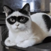 Gatos 16