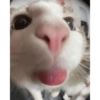Meme ngakak(edisi kucing) 5