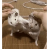Танцующие Хомяки