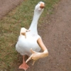 Animales random  15