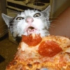 Animais Amor por Comida 🍕♥️ 7