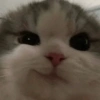 Cat Reaction 24