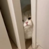 GATITOS 😼 15